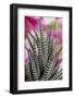 USA, Colorado, Fort Collins. Zebra plant succulent.-Jaynes Gallery-Framed Photographic Print