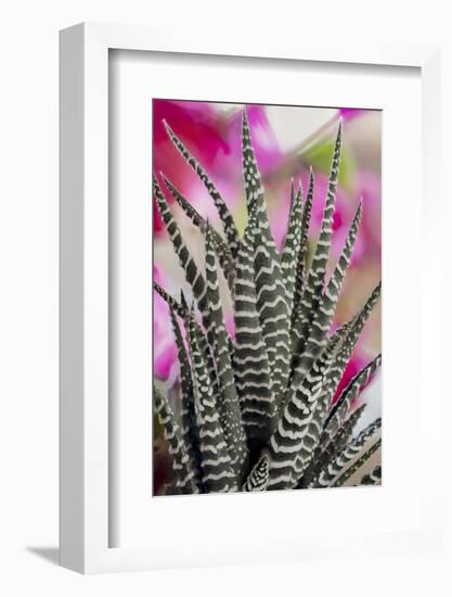 USA, Colorado, Fort Collins. Zebra plant succulent.-Jaynes Gallery-Framed Photographic Print