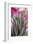 USA, Colorado, Fort Collins. Zebra plant succulent.-Jaynes Gallery-Framed Photographic Print