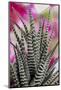 USA, Colorado, Fort Collins. Zebra plant succulent.-Jaynes Gallery-Mounted Photographic Print