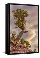 USA, Colorado, Fruita. Juniper tree in Colorado National Monument.-Fred Lord-Framed Stretched Canvas