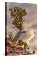 USA, Colorado, Fruita. Juniper tree in Colorado National Monument.-Fred Lord-Stretched Canvas