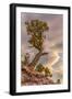 USA, Colorado, Fruita. Juniper tree in Colorado National Monument.-Fred Lord-Framed Photographic Print