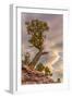 USA, Colorado, Fruita. Juniper tree in Colorado National Monument.-Fred Lord-Framed Photographic Print