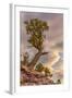 USA, Colorado, Fruita. Juniper tree in Colorado National Monument.-Fred Lord-Framed Photographic Print