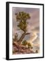 USA, Colorado, Fruita. Juniper tree in Colorado National Monument.-Fred Lord-Framed Photographic Print