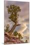 USA, Colorado, Fruita. Juniper tree in Colorado National Monument.-Fred Lord-Mounted Photographic Print