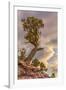 USA, Colorado, Fruita. Juniper tree in Colorado National Monument.-Fred Lord-Framed Photographic Print