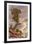 USA, Colorado, Fruita. Juniper tree in Colorado National Monument.-Fred Lord-Framed Photographic Print