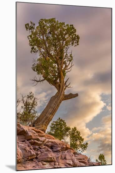 USA, Colorado, Fruita. Juniper tree in Colorado National Monument.-Fred Lord-Mounted Photographic Print