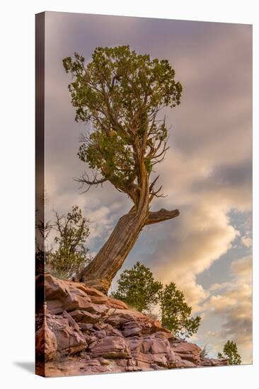USA, Colorado, Fruita. Juniper tree in Colorado National Monument.-Fred Lord-Stretched Canvas