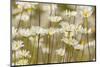 USA, Colorado, Grand County. Oxeye Daisies-Jaynes Gallery-Mounted Photographic Print