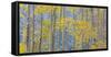 USA, Colorado, Grand Mesa. Autumn Forest Scenic-Jaynes Gallery-Framed Stretched Canvas