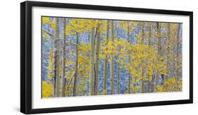 USA, Colorado, Grand Mesa. Autumn Forest Scenic-Jaynes Gallery-Framed Photographic Print