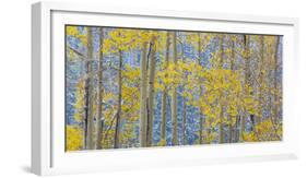 USA, Colorado, Grand Mesa. Autumn Forest Scenic-Jaynes Gallery-Framed Photographic Print