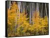 USA, Colorado, Grand Mesa National Forest, Aspen Grove with Fall Color and White Trunks-John Barger-Framed Stretched Canvas