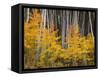 USA, Colorado, Grand Mesa National Forest, Aspen Grove with Fall Color and White Trunks-John Barger-Framed Stretched Canvas