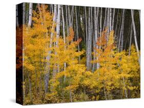 USA, Colorado, Grand Mesa National Forest, Aspen Grove with Fall Color and White Trunks-John Barger-Stretched Canvas