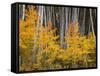 USA, Colorado, Grand Mesa National Forest, Aspen Grove with Fall Color and White Trunks-John Barger-Framed Stretched Canvas