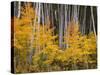 USA, Colorado, Grand Mesa National Forest, Aspen Grove with Fall Color and White Trunks-John Barger-Stretched Canvas