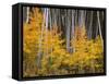 USA, Colorado, Grand Mesa National Forest, Aspen Grove with Fall Color and White Trunks-John Barger-Framed Stretched Canvas