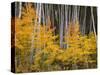 USA, Colorado, Grand Mesa National Forest, Aspen Grove with Fall Color and White Trunks-John Barger-Stretched Canvas