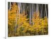 USA, Colorado, Grand Mesa National Forest, Aspen Grove with Fall Color and White Trunks-John Barger-Framed Photographic Print