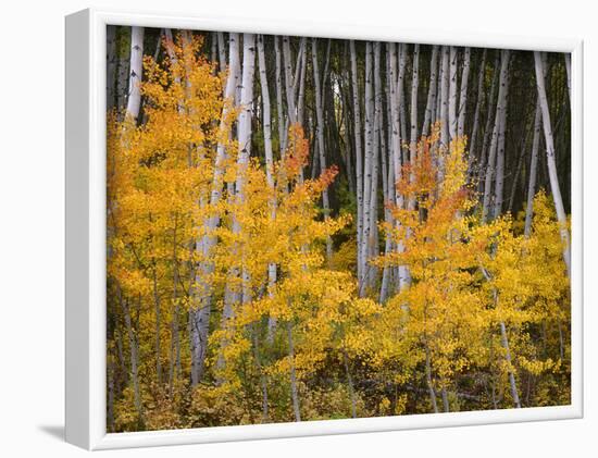 USA, Colorado, Grand Mesa National Forest, Aspen Grove with Fall Color and White Trunks-John Barger-Framed Photographic Print