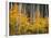 USA, Colorado, Grand Mesa National Forest, Aspen Grove with Fall Color and White Trunks-John Barger-Framed Photographic Print