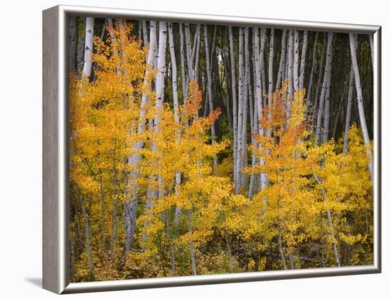 USA, Colorado, Grand Mesa National Forest, Aspen Grove with Fall Color and White Trunks-John Barger-Framed Photographic Print