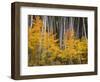 USA, Colorado, Grand Mesa National Forest, Aspen Grove with Fall Color and White Trunks-John Barger-Framed Photographic Print