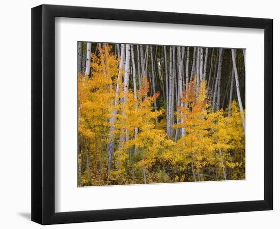 USA, Colorado, Grand Mesa National Forest, Aspen Grove with Fall Color and White Trunks-John Barger-Framed Photographic Print