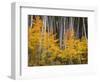 USA, Colorado, Grand Mesa National Forest, Aspen Grove with Fall Color and White Trunks-John Barger-Framed Photographic Print