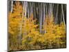 USA, Colorado, Grand Mesa National Forest, Aspen Grove with Fall Color and White Trunks-John Barger-Mounted Photographic Print
