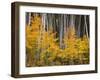 USA, Colorado, Grand Mesa National Forest, Aspen Grove with Fall Color and White Trunks-John Barger-Framed Photographic Print