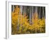 USA, Colorado, Grand Mesa National Forest, Aspen Grove with Fall Color and White Trunks-John Barger-Framed Photographic Print