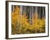 USA, Colorado, Grand Mesa National Forest, Aspen Grove with Fall Color and White Trunks-John Barger-Framed Photographic Print