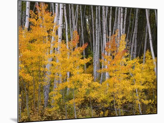 USA, Colorado, Grand Mesa National Forest, Aspen Grove with Fall Color and White Trunks-John Barger-Mounted Photographic Print