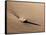 USA, Colorado, Great Sand Dunes National Park and Preserve. Rock and Ripples on a Dune-Ann Collins-Framed Stretched Canvas