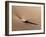 USA, Colorado, Great Sand Dunes National Park and Preserve. Rock and Ripples on a Dune-Ann Collins-Framed Photographic Print