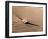 USA, Colorado, Great Sand Dunes National Park and Preserve. Rock and Ripples on a Dune-Ann Collins-Framed Photographic Print