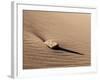 USA, Colorado, Great Sand Dunes National Park and Preserve. Rock and Ripples on a Dune-Ann Collins-Framed Photographic Print