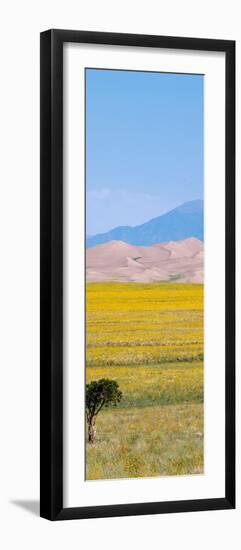 USA, Colorado, Great Sand Dunes National Park. Wild sunflowers with sand dunes.-Cindy Miller Hopkins-Framed Photographic Print