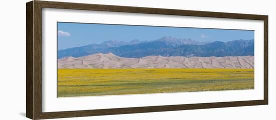 USA, Colorado, Great Sand Dunes National Park. Wild sunflowers with Sangre de Cristo mountain.-Cindy Miller Hopkins-Framed Photographic Print