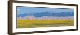 USA, Colorado, Great Sand Dunes National Park. Wild sunflowers with Sangre de Cristo mountain.-Cindy Miller Hopkins-Framed Photographic Print