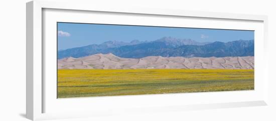 USA, Colorado, Great Sand Dunes National Park. Wild sunflowers with Sangre de Cristo mountain.-Cindy Miller Hopkins-Framed Photographic Print