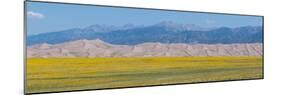 USA, Colorado, Great Sand Dunes National Park. Wild sunflowers with Sangre de Cristo mountain.-Cindy Miller Hopkins-Mounted Photographic Print