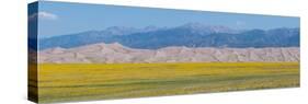 USA, Colorado, Great Sand Dunes National Park. Wild sunflowers with Sangre de Cristo mountain.-Cindy Miller Hopkins-Stretched Canvas