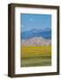 USA, Colorado, Great Sand Dunes National Park. Wild sunflowers with the Sangre de Cristo mountain.-Cindy Miller Hopkins-Framed Photographic Print