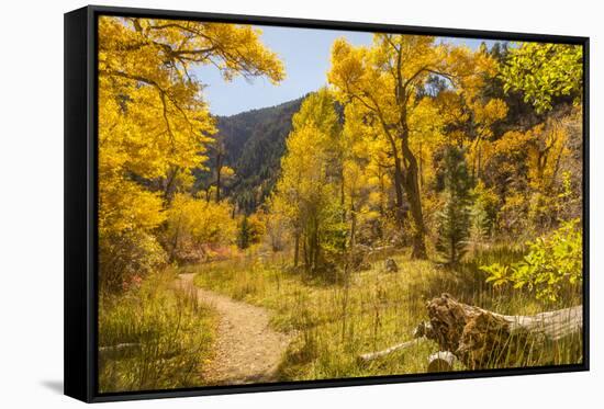 USA, Colorado, Grizzly Creek Trail. Cottonwood trees in fall color.-Jaynes Gallery-Framed Stretched Canvas